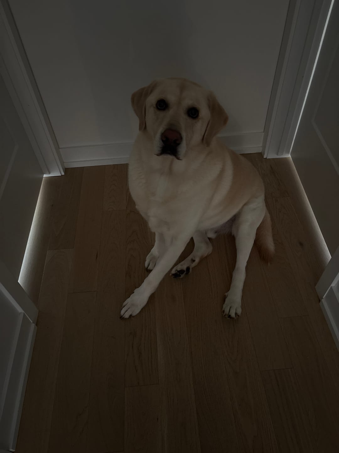 Customer photo review of Dog Bites - Récompenses pour chien