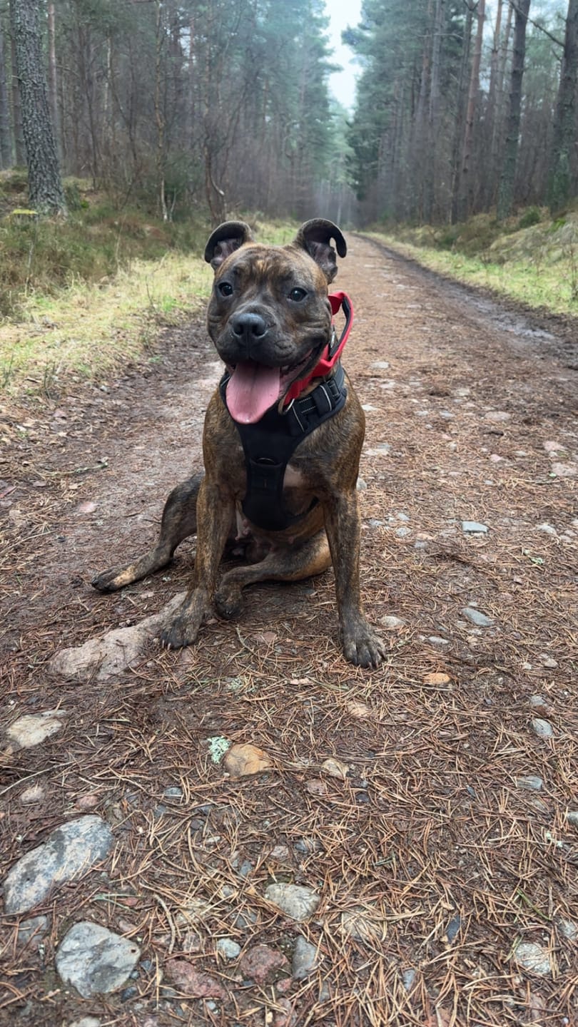Customer photo review of 5cm Combat® Collar | With Handle & Secure Clip - Red