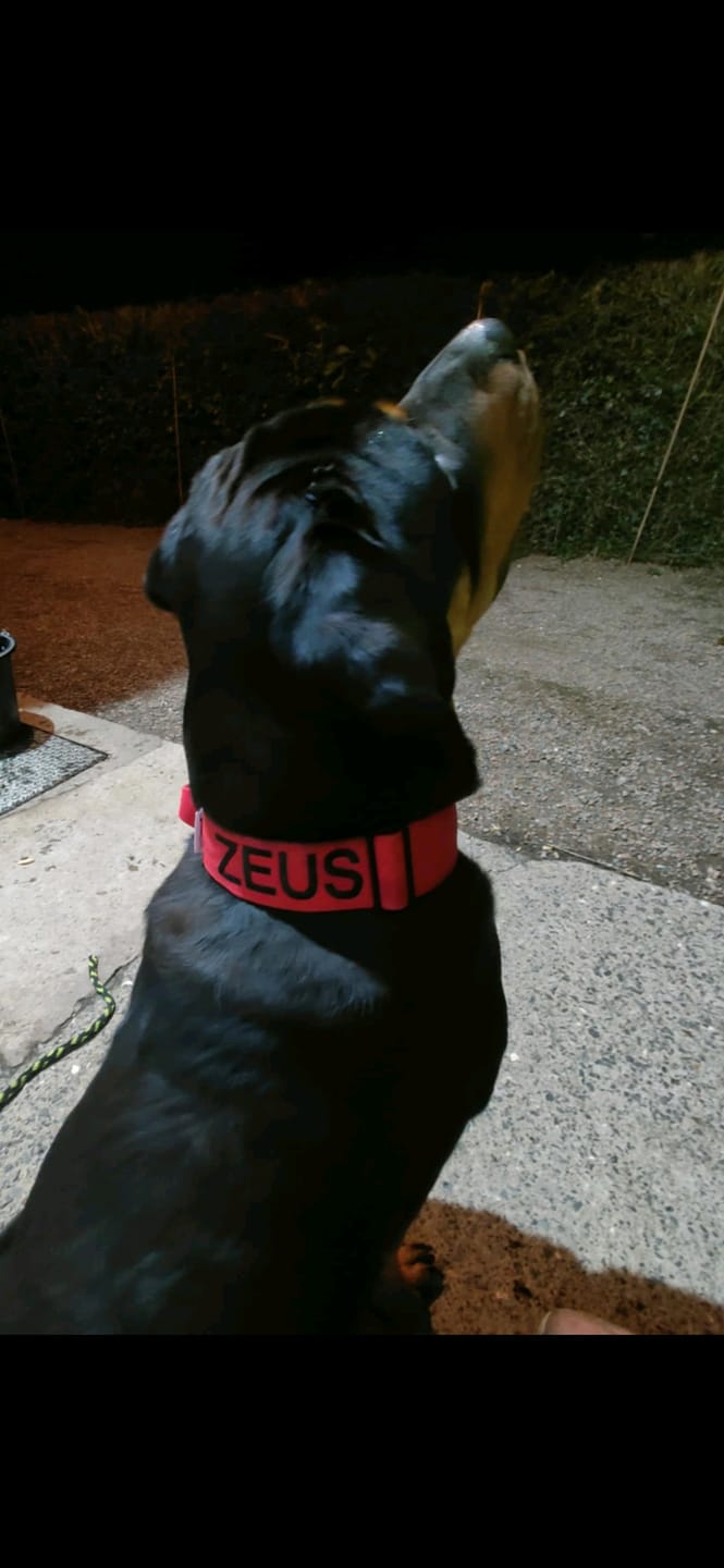 Customer photo review of 5cm Combat® Collar | With Handle & Secure Clip - Red