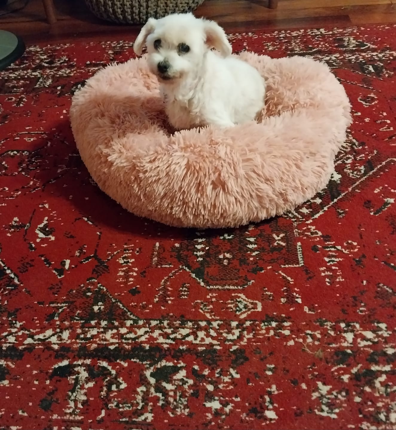 Customer photo review of Pawz Non-Removable Calming Pet Bed