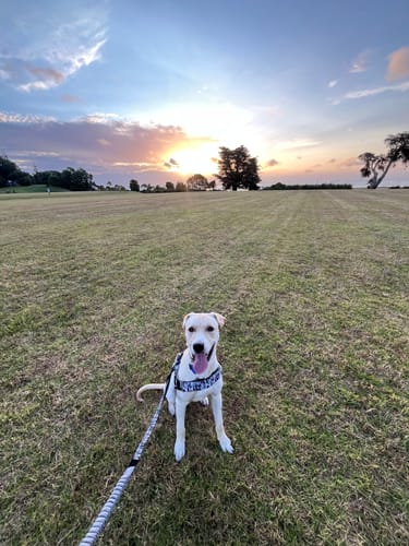 Customer photo review of Dog Lovers Pack