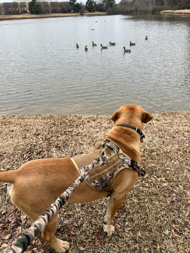 Customer photo review of Classic Heavy-Duty Tactical No-Pull Team K9™ Dog Harness With Front & Back D-Rings, Quick-Release Metal-Buckles, Hook & Loop Panels, & Top Handle