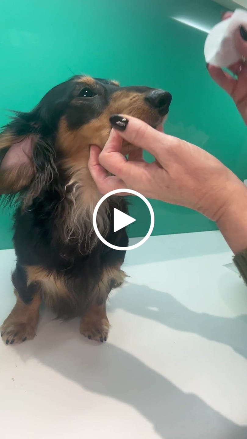 Customer video review of Dental Care Wipes in Fresh Mint for Dogs & Cats