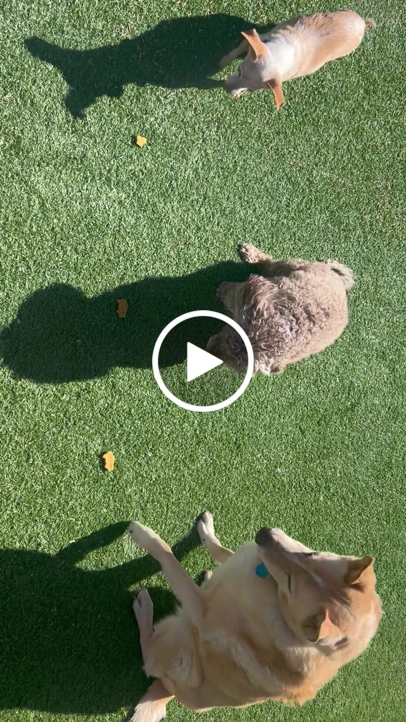 Customer video review of Antler Pumpkin Biscuits