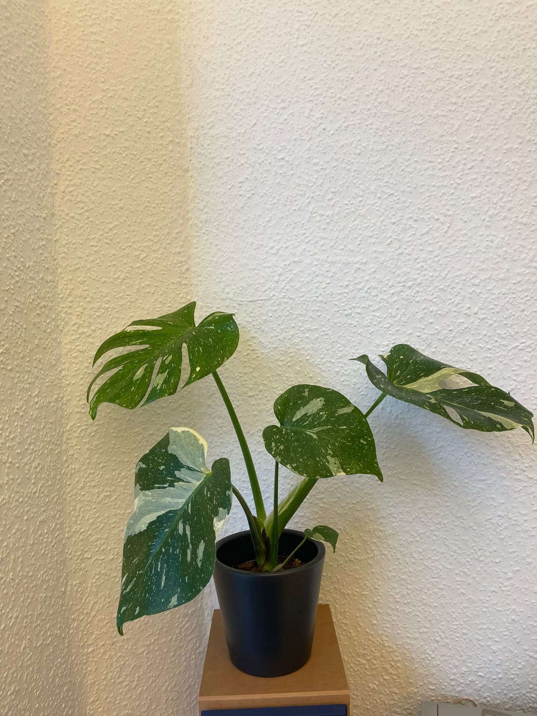 Customer photo review of MONSTERA THAI CONSTELLATION