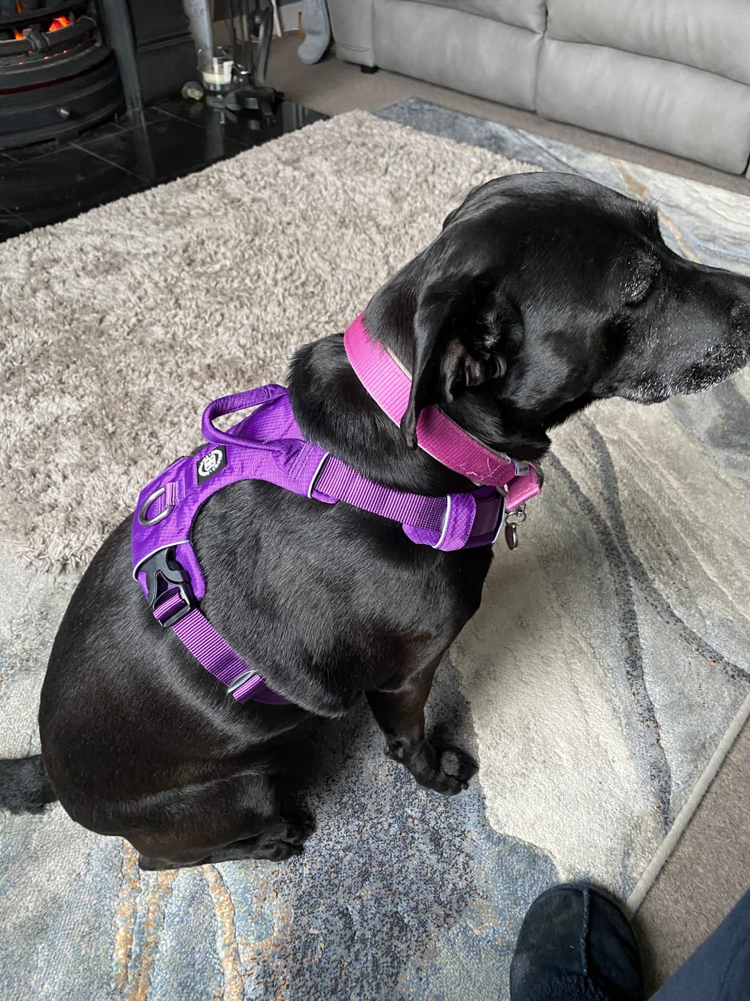Customer photo review of Air Harness | Anti-Pull & With Handle - Purple