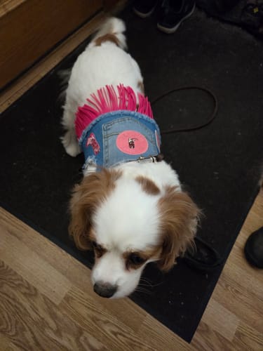 Customer photo review of Dolly Harness