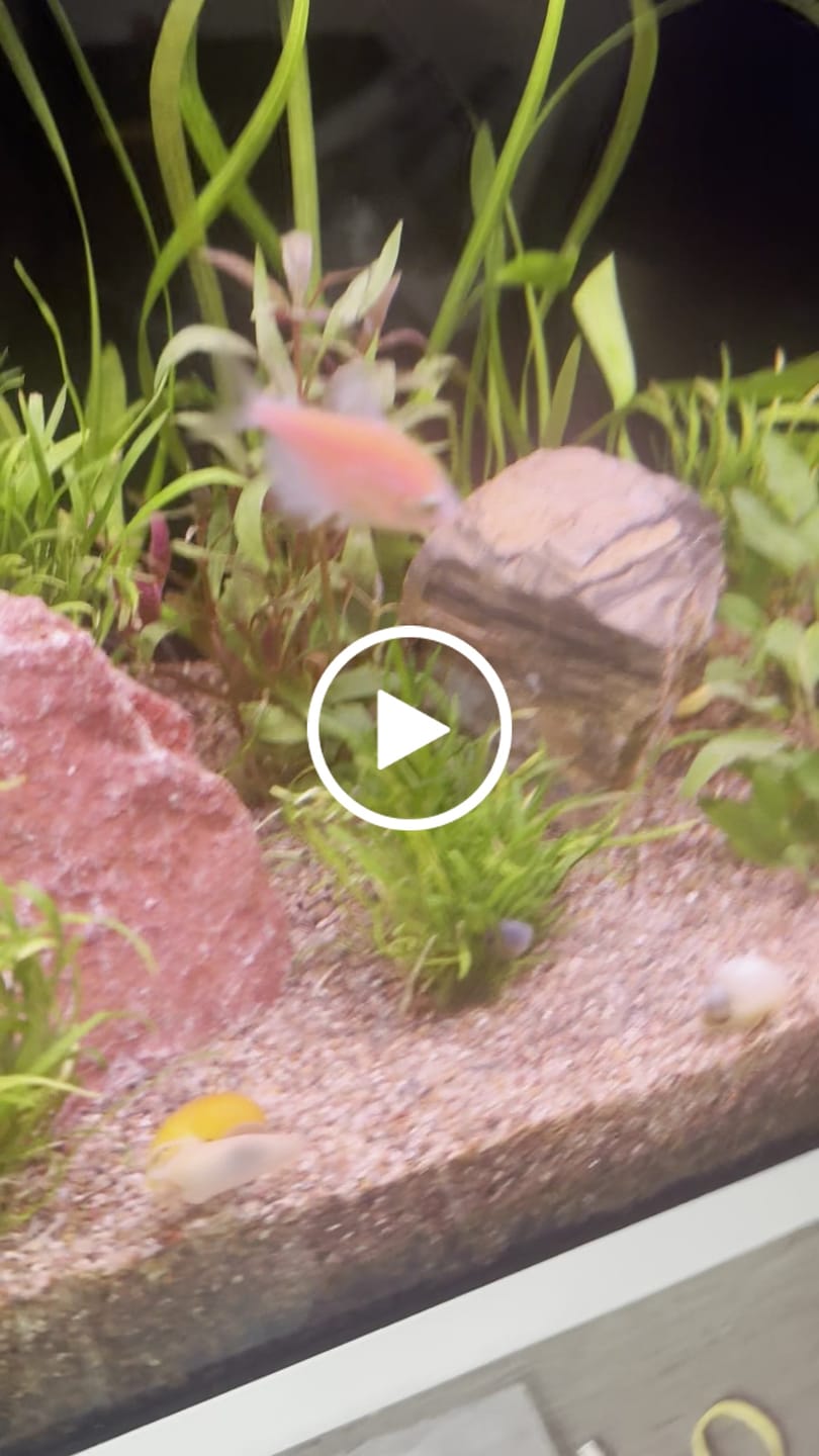 Customer video review of Ivory Mystery Snail