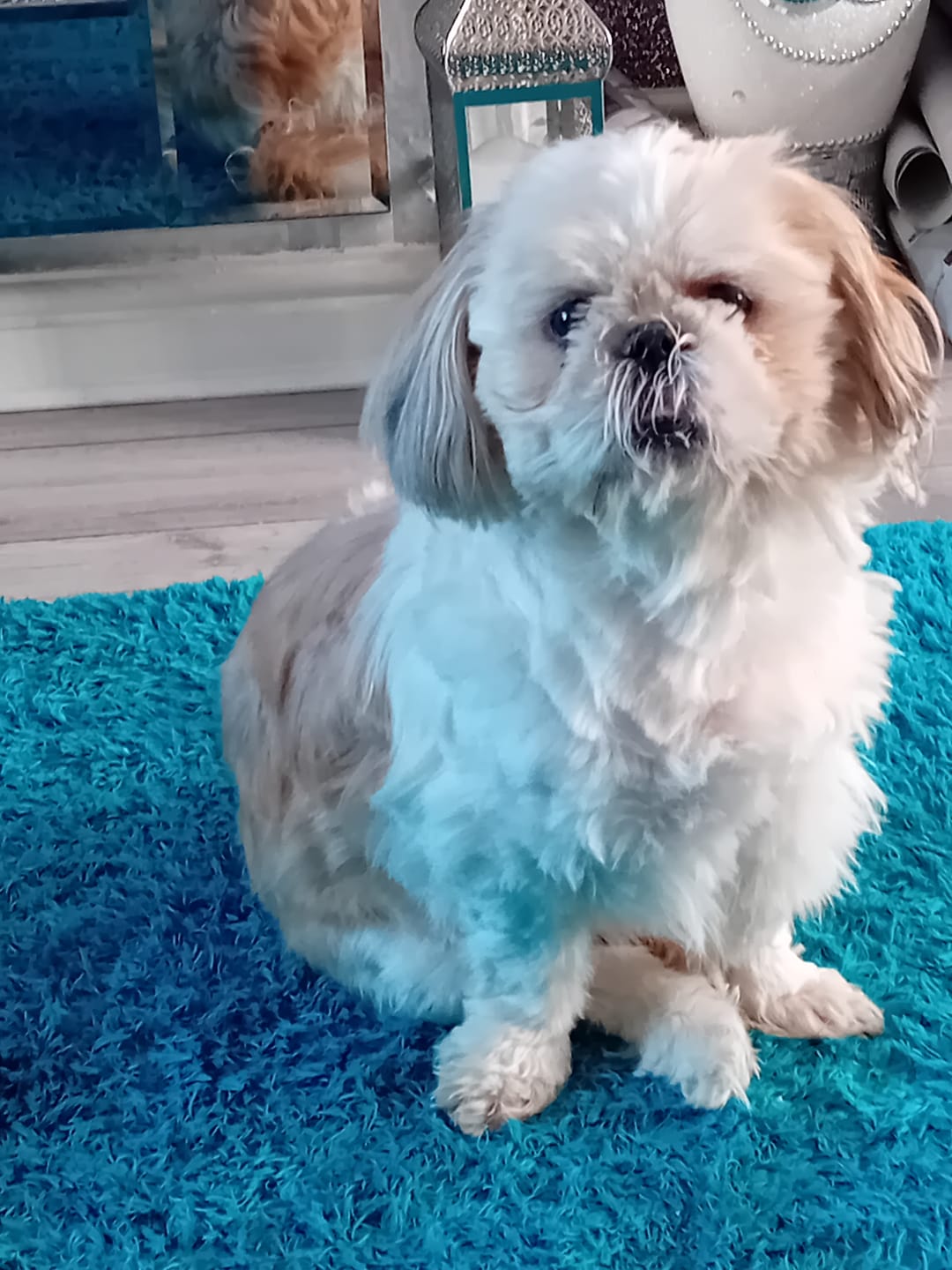 Customer photo review of The Original ClipMyPaws™ - World's Quietest Pet Hair Clipper