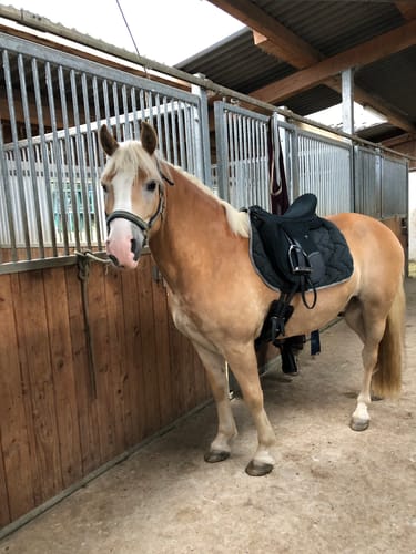 Customer photo review of Strotonin Horse Support