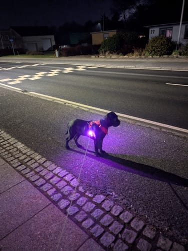 Customer photo review of Safety Light - 4-i-1 Lygte Til Hund