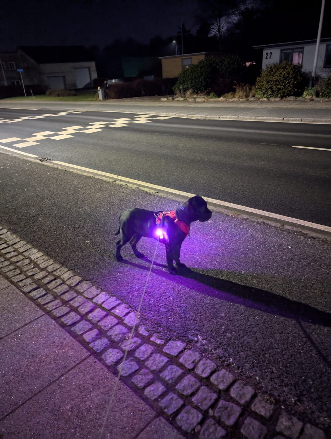 Customer photo review of Safety Light - 4-i-1 Lygte Til Hund