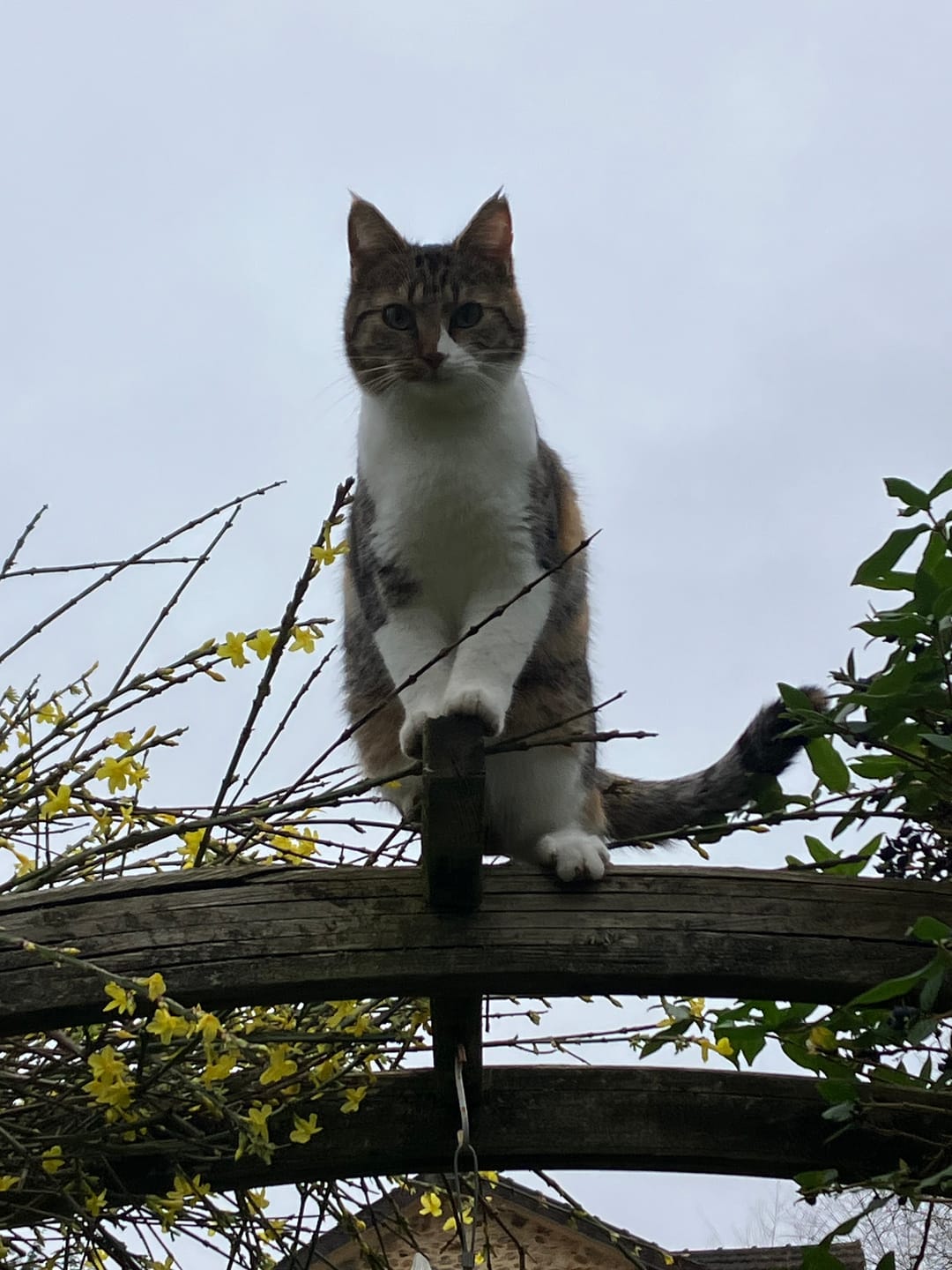 Customer photo review of Pâtées riches en thon& aux courgettes (chat stérilisé et chat adulte)