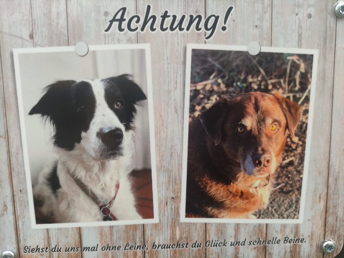 Customer photo review of Hunde-Türschild personalisiert mit Foto & Text (UV- und wetterfest)
