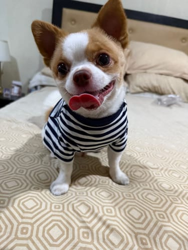 Customer photo review of Polo Ralph Lauren Dog Polo Pony Stripe T-Shirt