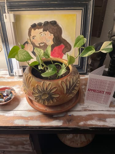 Customer photo review of Plant Food