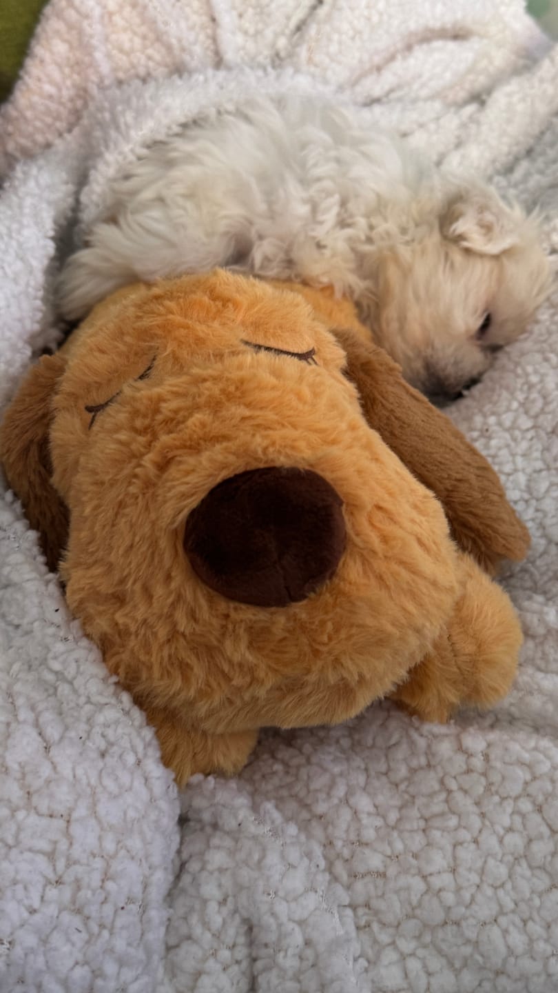 Customer photo review of Peluche Antiestrés para Mascotas