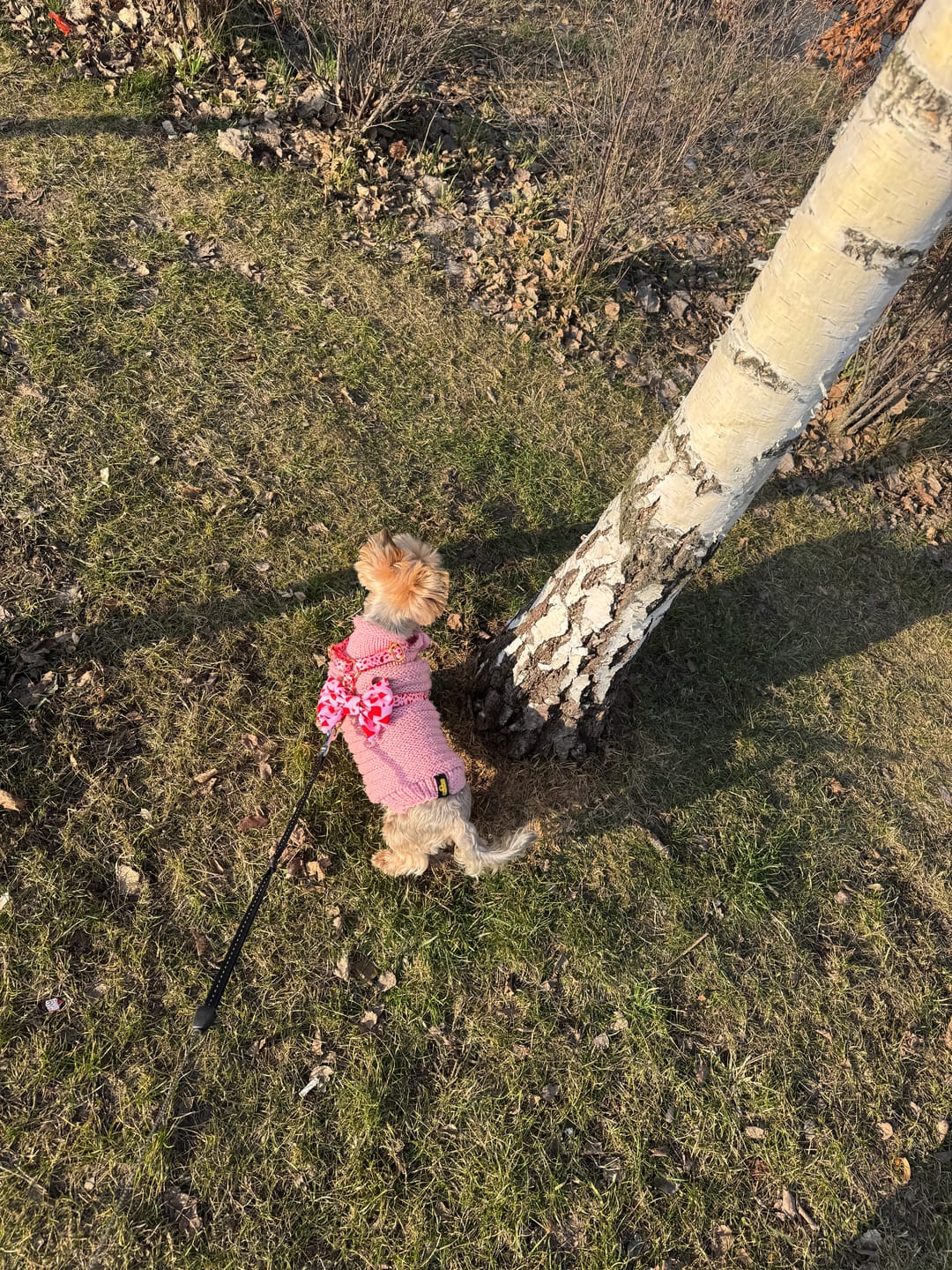 Customer photo review of Mucha dla psa "Pink Terrazzo"