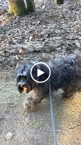 Customer video review of Gimme More! mit Huhn