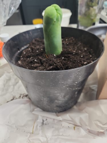 Customer photo review of Trichocereus Bridgesii Monstrose | Long Form | Type A | Penis Cactus
