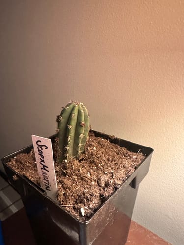 Customer photo review of Trichocereus Hybrid Variety Packs | Cactus Collector Variety Packs