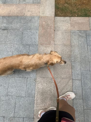 Customer photo review of Hands-Free Leash Adapter