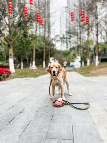 Customer photo review of Hands-Free Leash Adapter