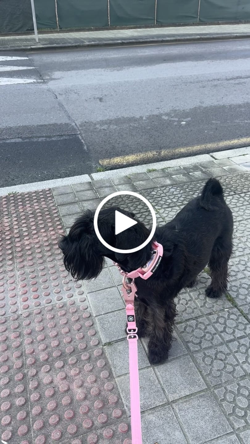 Customer video review of 1.4m Lighter Swivel Combat Lead | Anti-Tangle & Secure Clip - Pink x Pink