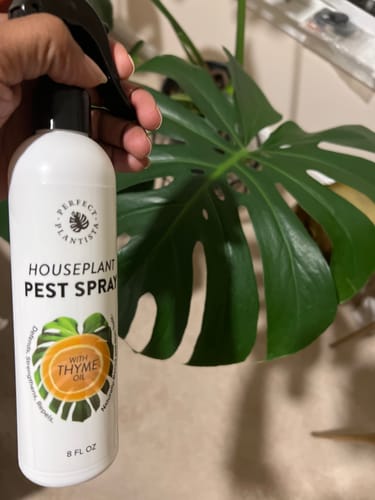 Customer photo review of Houseplant Pest Spray