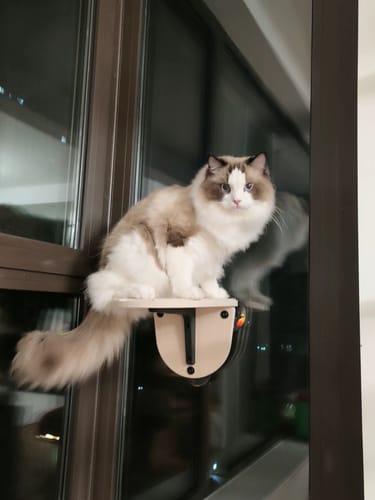 undefined review of PETTENA 猫窓ベッド image 1 out of 1