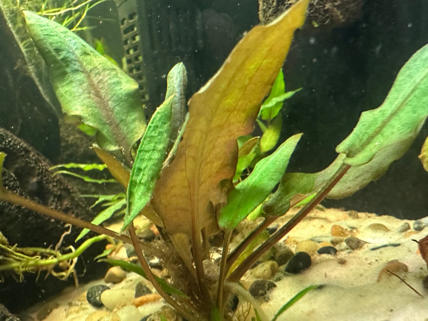Customer photo review of Cryptocoryne Wendtii RED 'Mi Oya'