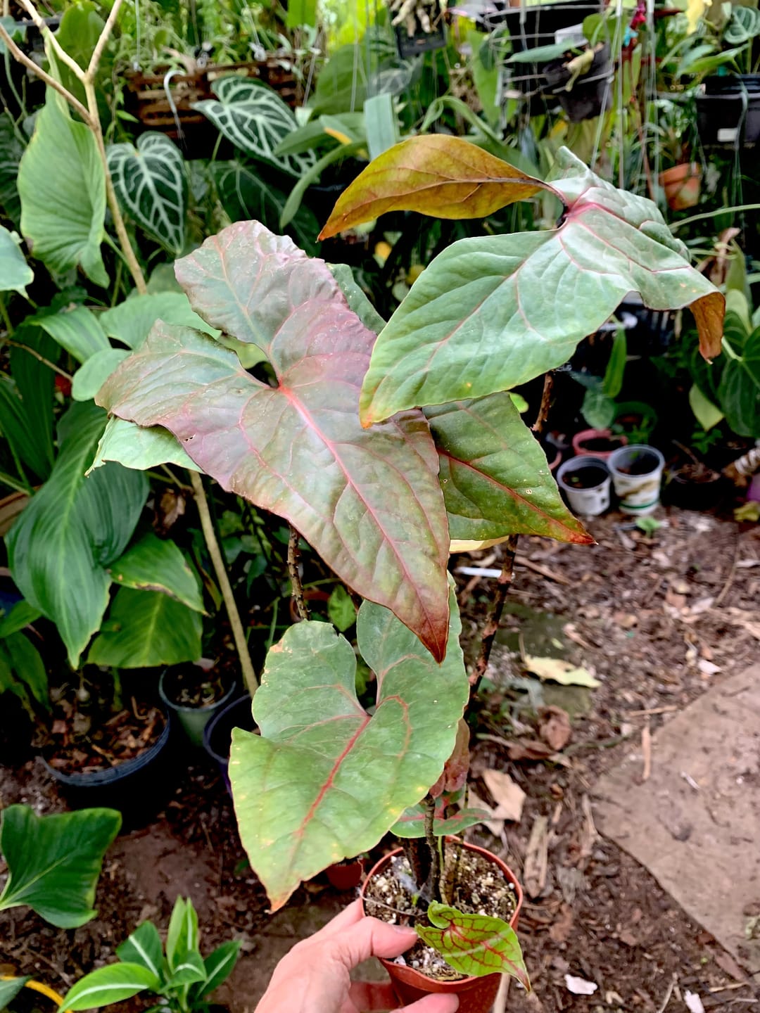 Customer photo review of Cyrtosperma johnstonii