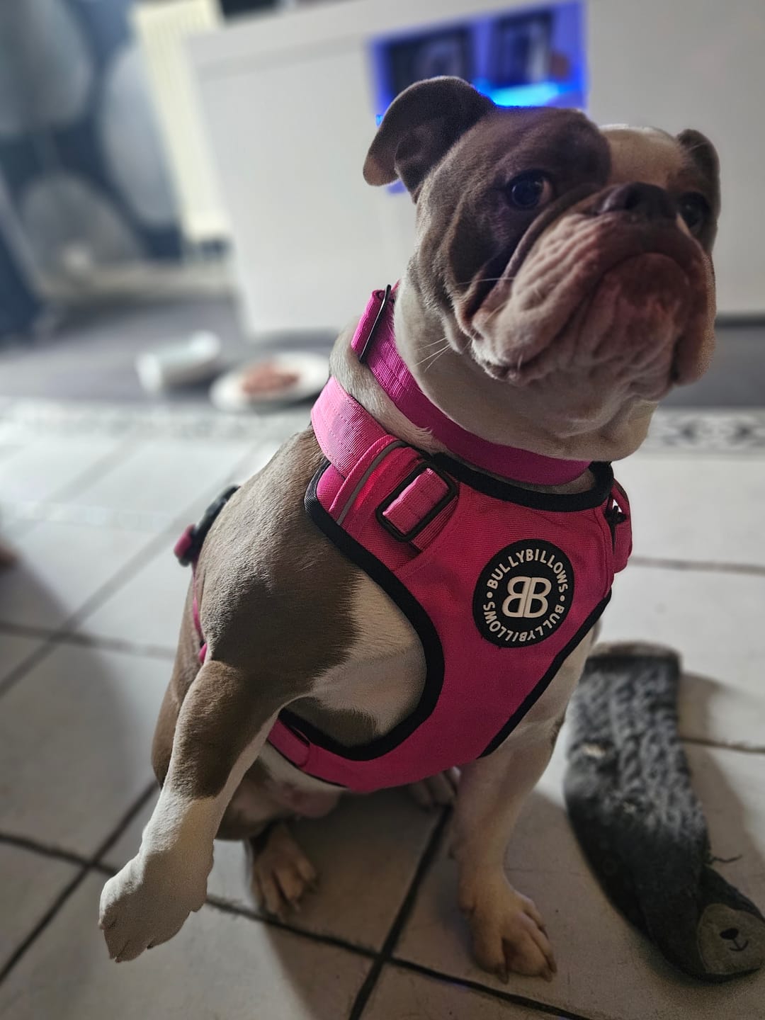 Customer photo review of 1.4m Swivel Combat Lead | Anti-Tangle & Secure Clip - Magenta
