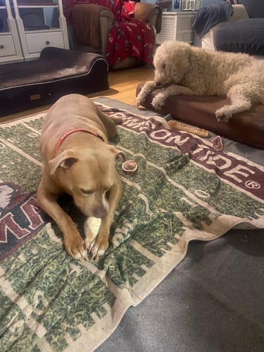 Customer photo review of Cow Ears For Dogs