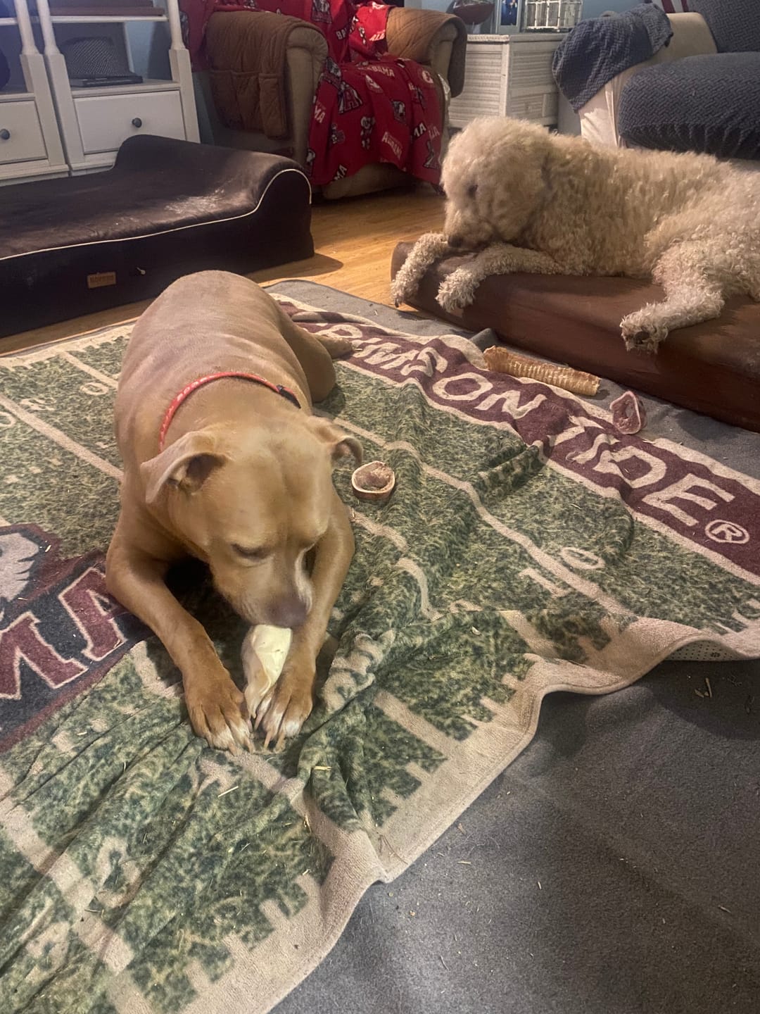 Customer photo review of Cow Ears For Dogs
