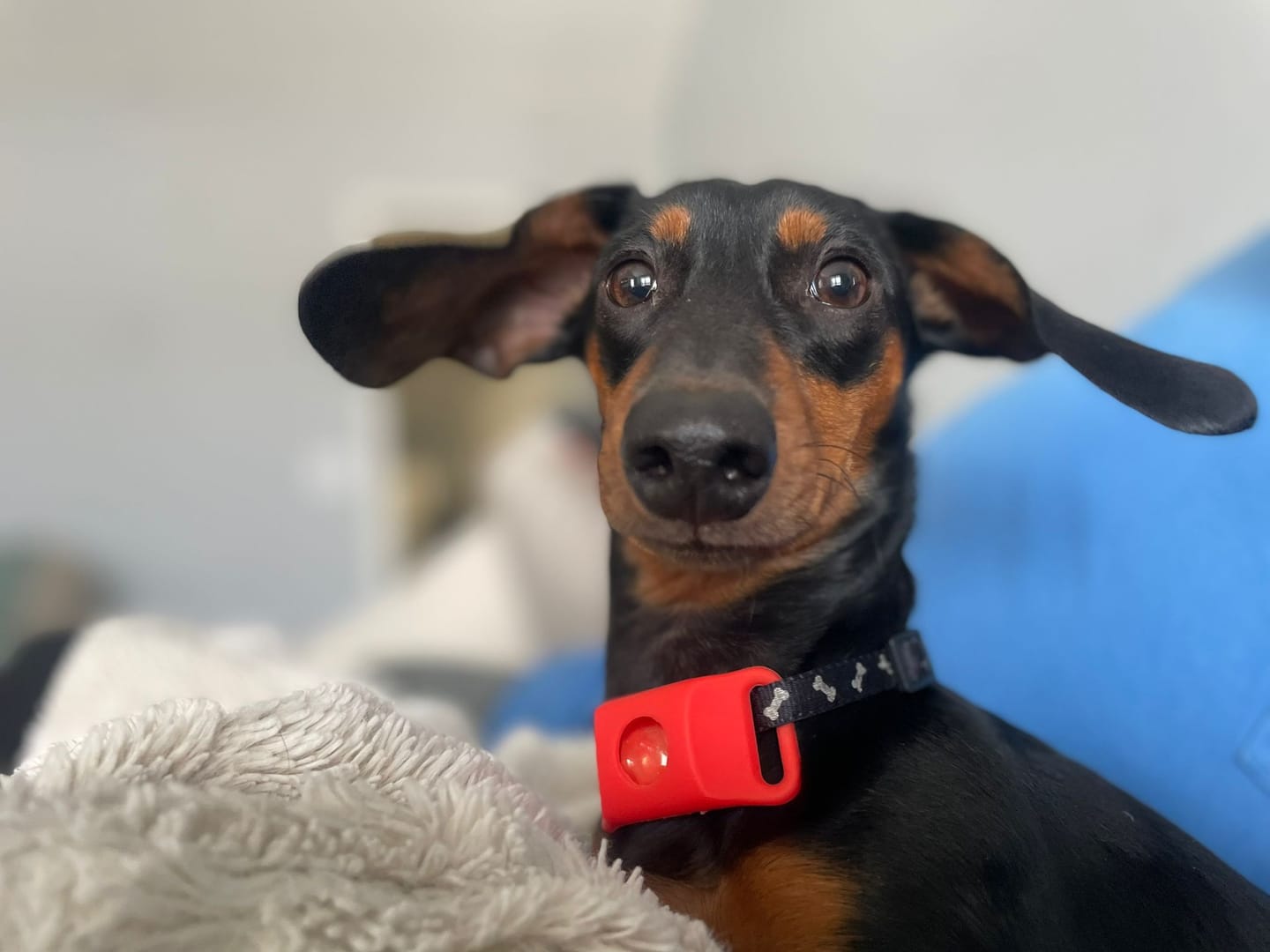 Customer photo review of FurLife Shipping Protection