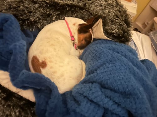 Customer photo review of PaWz Removable Cover Pet Calming Bed