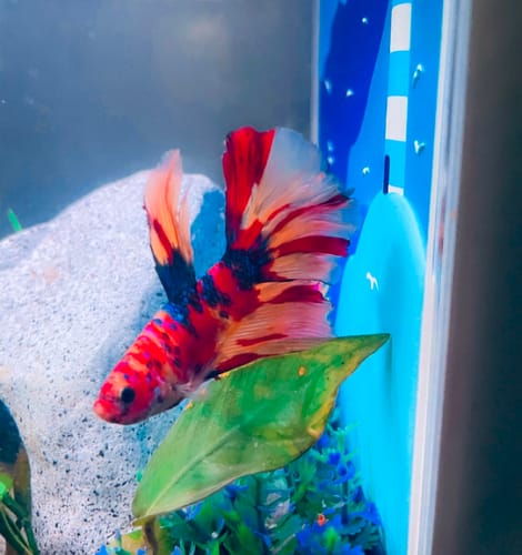 Customer photo review of Mix Galaxy Halfmoon Male Betta Fish High Grade | Buy 4 Get 1 Free | Mystery Betta