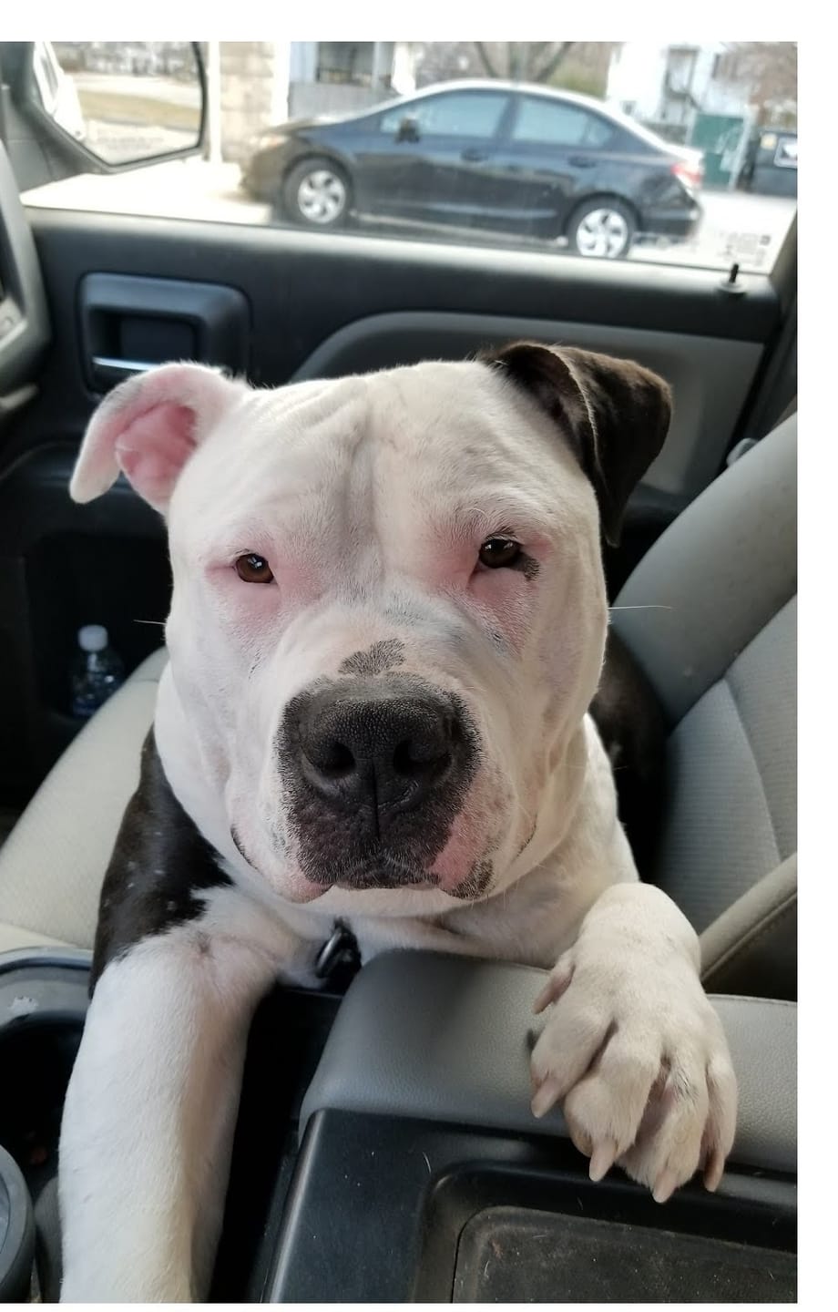 Customer photo review of Matching Black 6' Bully Proof Leash