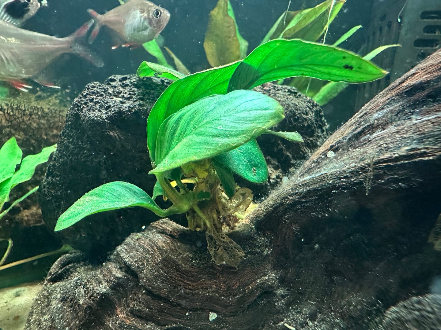 Customer photo review of Anubias Barteri Coffeefolia