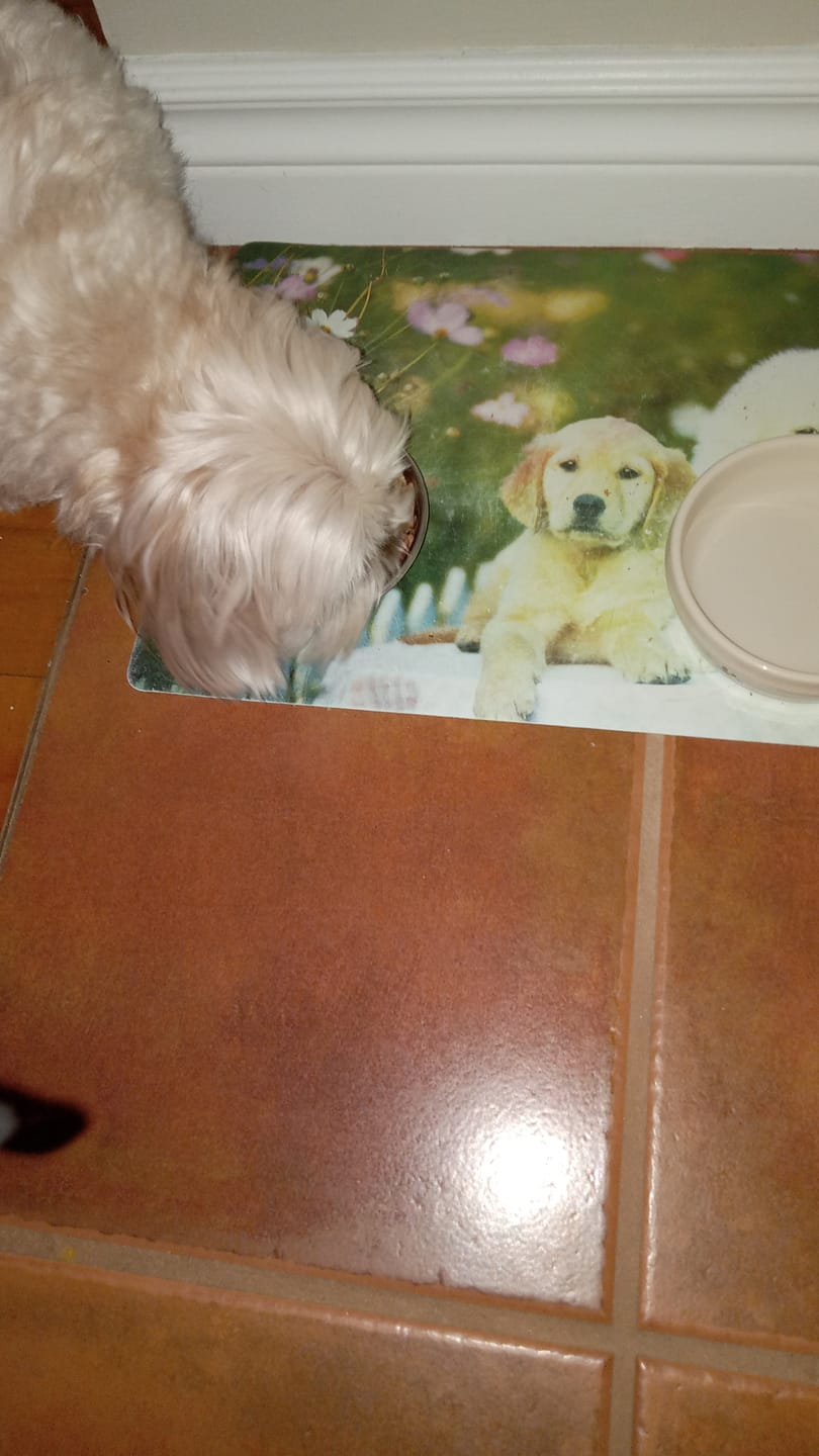 Customer photo review of Stella & Chewy - Dinner Patties Galettes Diner lyophilisées pour chien