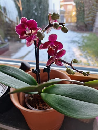 Customer photo review of Table Dance Chamonix mit weinroten Blüten und 2 Rispen