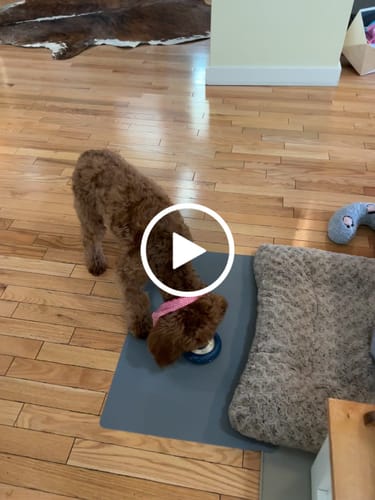 Customer video review of Freez Doughnut - Super Durable Treat Toy