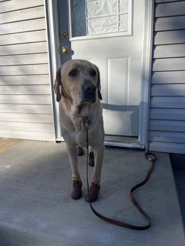 Customer photo review of WagWellies® by wagwear