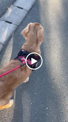 Customer video review of FunFunPet 高機能ハーネス（お名前タグ作成サービス付き）