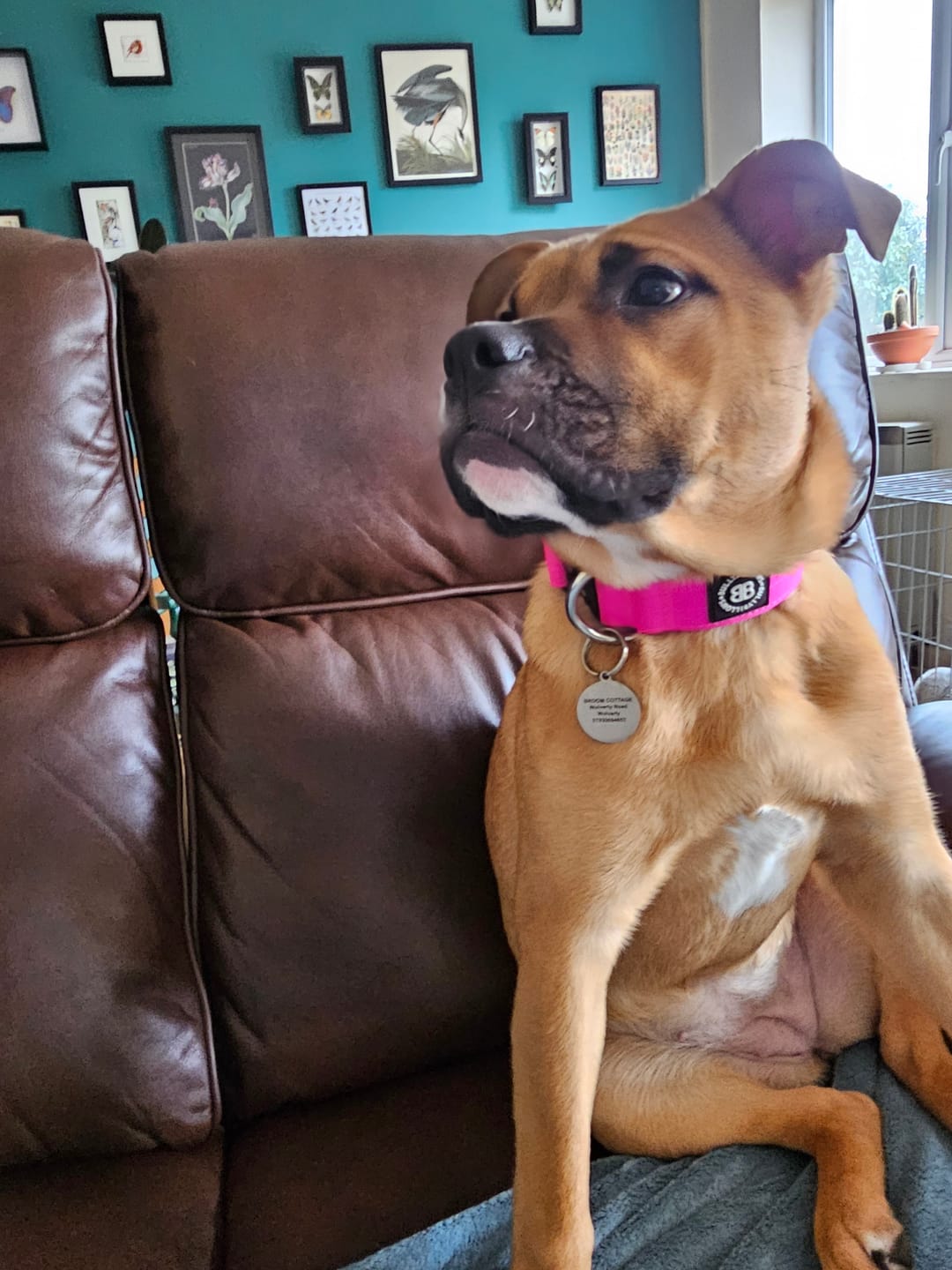 Customer photo review of 4cm Combat® Collar | Rated Clip - NO HANDLE - Magenta