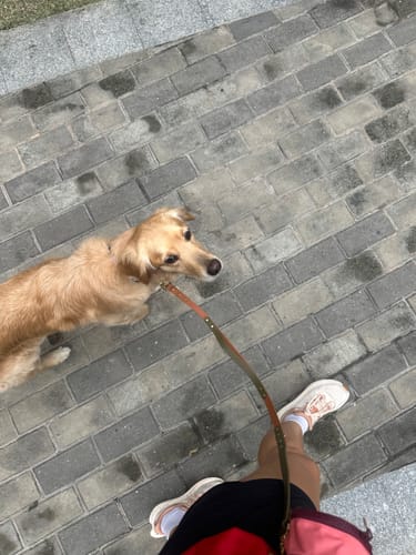 Customer photo review of Hands-Free Leash Adapter