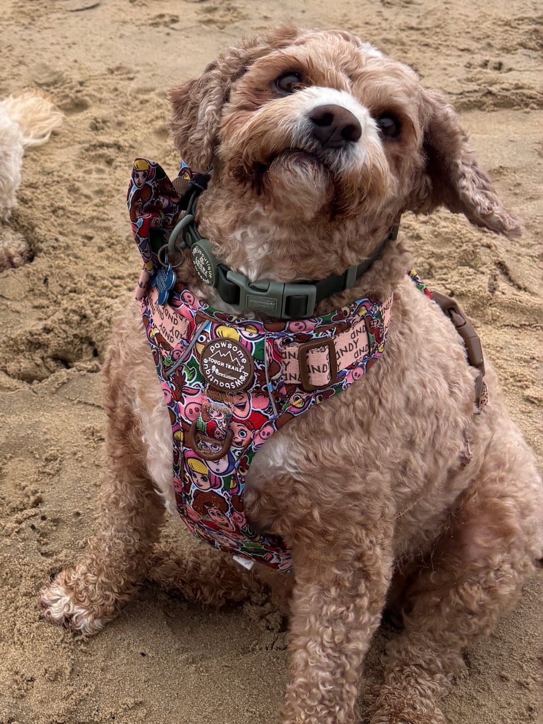 Customer photo review of Disney© Tough Trails™ Harness - Toy Story Friends