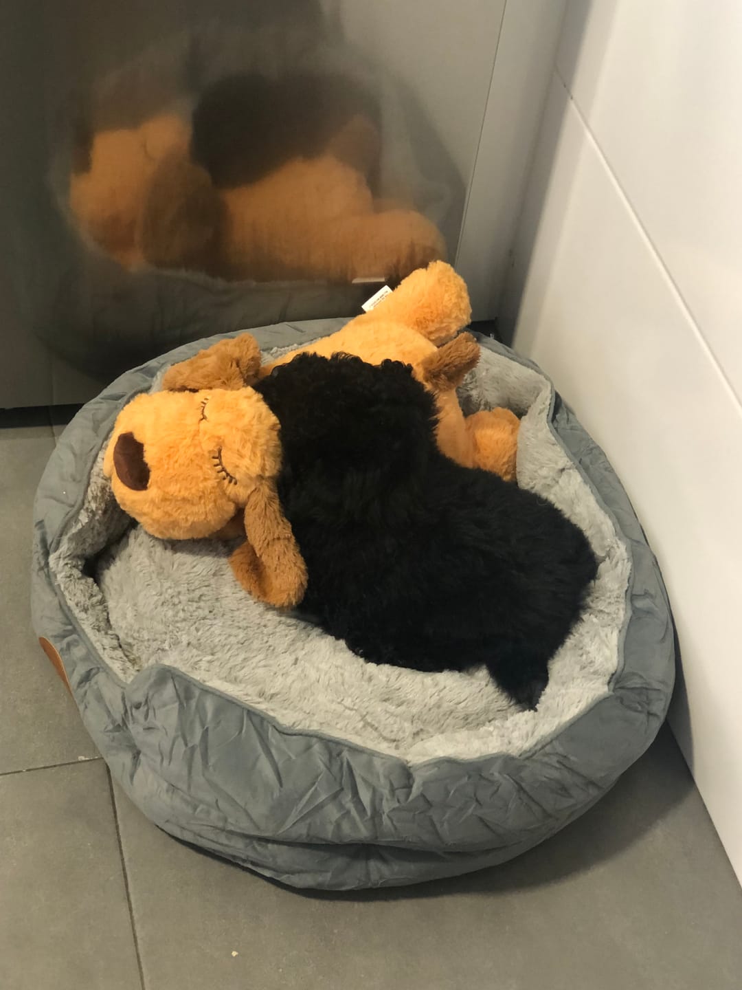 Customer photo review of Peluche Antiestrés para Mascotas