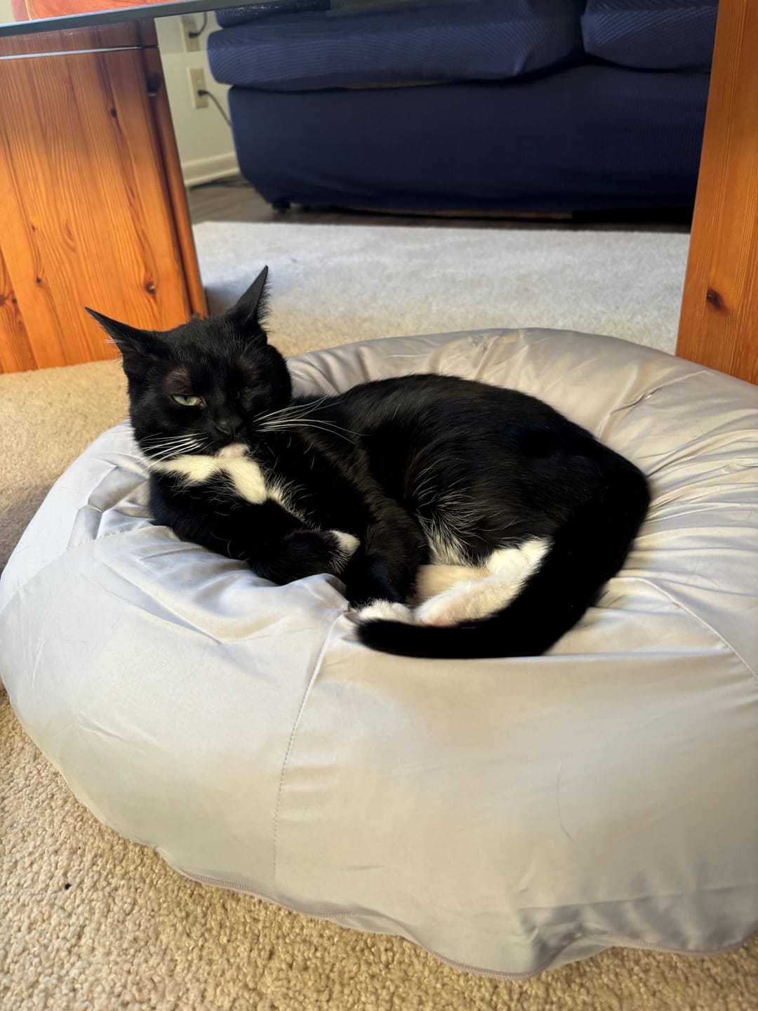 Customer photo review of Earl Grey Pudding Bed